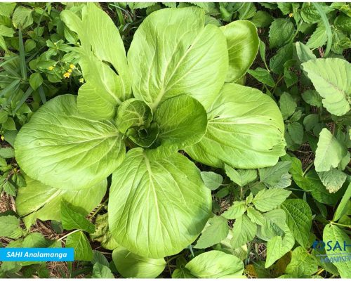 🟦CULTIVER UN POTAGER POUR PROFITER DE SES BIENFAITS INEPUISABLES🍀🌿🌱🌾